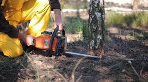 How Our Tree Care Process Works  in  Cisco, TX