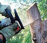 Professional Tree Services in Cisco, TX