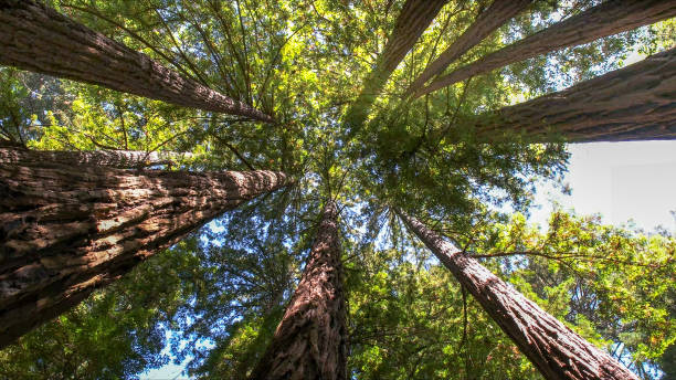 How Our Tree Care Process Works  in  Cisco, TX